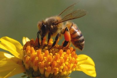 bees gardening