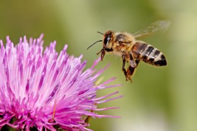 attracting bees to your garden