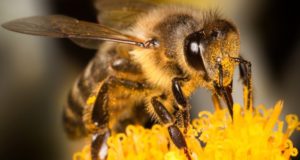 New Landmark Study Reveals Honeybee Colony Collapse Riddle