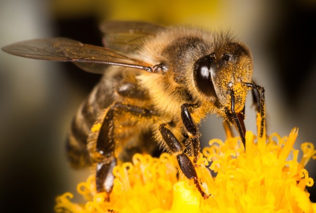 Attract Bees To Your Garden In These Eight Easy And Simple Ways