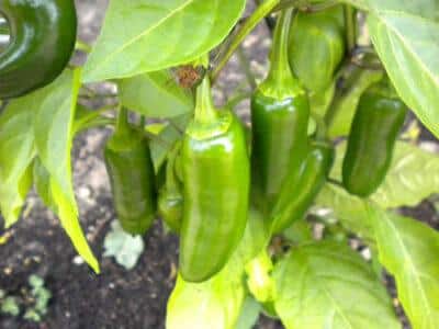 jalapeno peppers