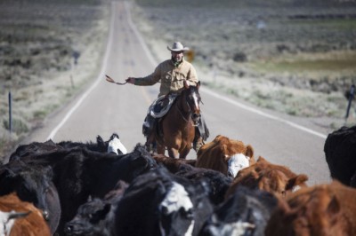 new mexico ranchers cattle