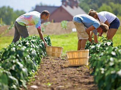 organic farming fda