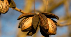 Nut Trees: Off-Grid Food Supply … And Money-Maker