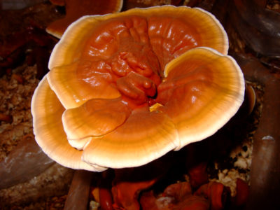 reishi mushroom