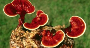 Reishi Mushrooms: Nature’s Disease-Fighting Healing Powerhouse