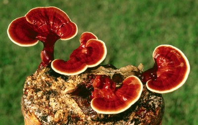 reishi mushrooms healthy