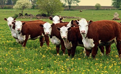michigan small farm livestock ban