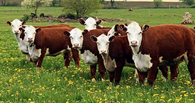 michigan small farm livestock ban