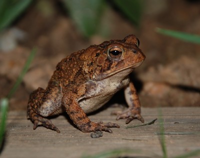 helpful garden critters