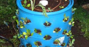 Magic Gardening: How To Grow 50 Nutrient-Dense Veggies In Virtually No Space