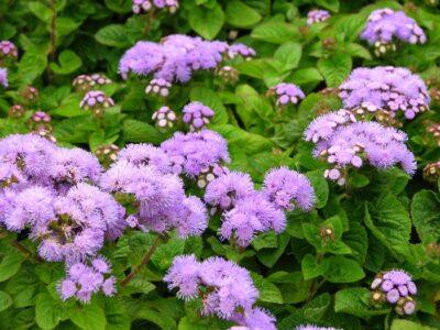 ageratum