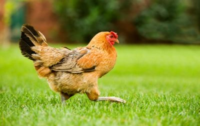 How Chickens Can Give You A Better Garden