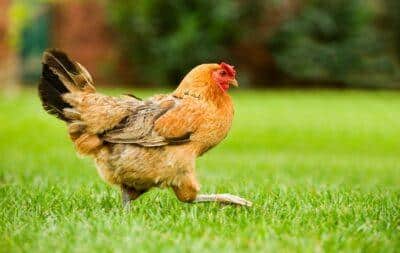 How Chickens Can Give You A Better Garden