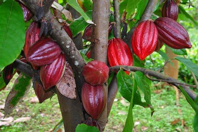 How to grow cocoa in a greenhouse