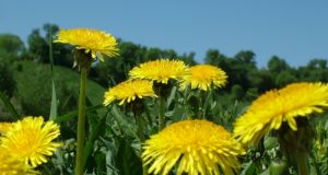 5 Amazing Health-Boosting Uses For Dandelions
