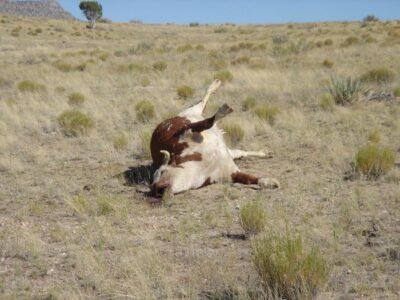 dead cow fracking