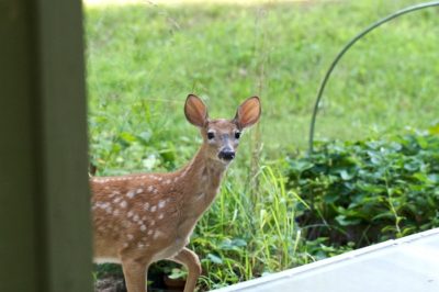 Keep your garden animal free with using a fence