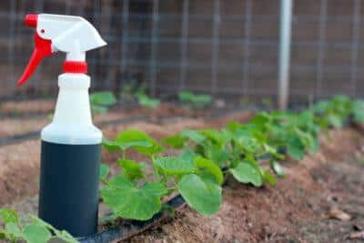 Five Natural Garden Pesticides That Really Work