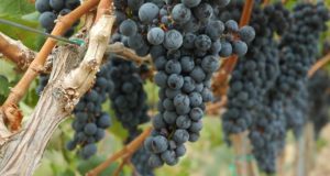 8 Easy Steps To Growing Grapes Without Pesticides In Your Own Backyard