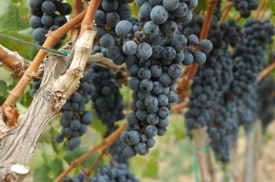 easy steps to growing grapes