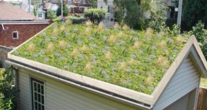 Why Your Homestead Needs A Grass Roof