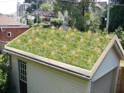 Grass Roofs: How They’ll Benefit Your Off-Grid Home