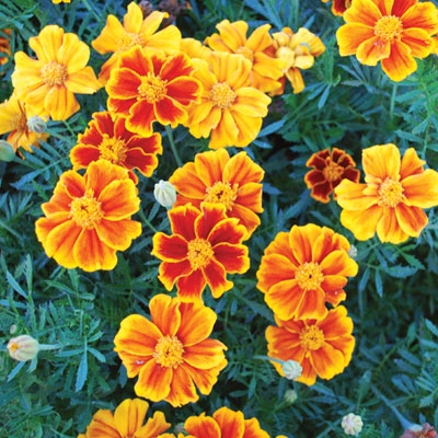 Marigolds fight mosquitoes