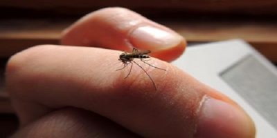 12 All-Natural Steps To A Mosquito-Free Summer