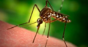 Mosquito-Proof Your Yard Naturally