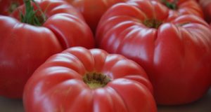 Summer Tricks For Blue-Ribbon Tomatoes And Record Harvests