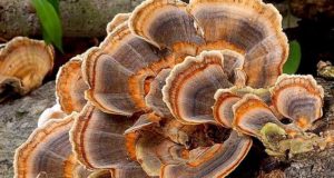 The Amazing Healing Backyard Mushroom