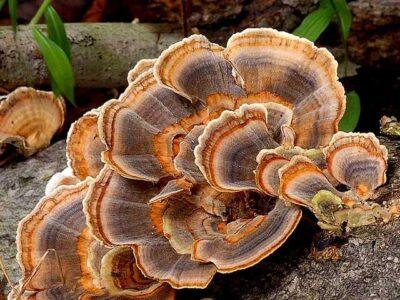 wild turkey tail