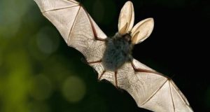 Remarkable Off-Grid Benefits Of Bats