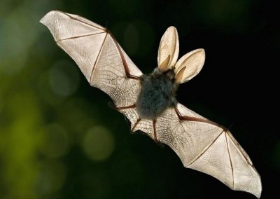 3 Surprising Reason Your Garden Needs Bats