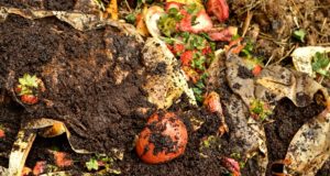 32 Crazy, Unique And Even Odd Things You Can Compost