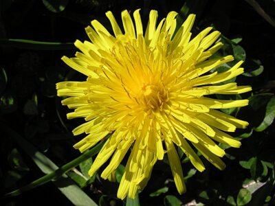 How To Make Delicious Dandelion Wine 