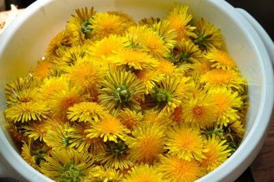 How To Make Delicious Dandelion Wine