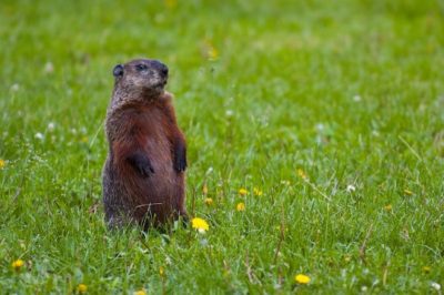 Why Pesky Moles And Groundhogs Are Actually Beneficial 