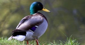 Homesteading: Why Ducks And Geese Just May Be Better Than Chickens
