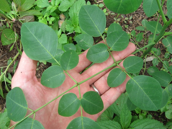 The Life-Saving ‘Miracle Tree’ Known As Moringa
