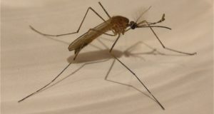 ANOTHER Deadly Mosquito Virus Spreads In US