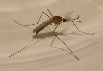 ANOTHER Deadly Mosquito Virus Spreads In US