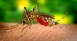 Disabling Mosquito Virus Invades US