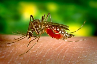 Disabling Mosquito Virus Invades And Spreads Throughout US