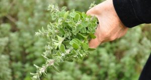8 Remarkable Ways Oregano Can Boost Your Health … And Save You Money