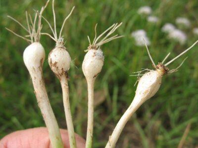 Why 'Wild Gardening' Just May Beat Traditional Gardening