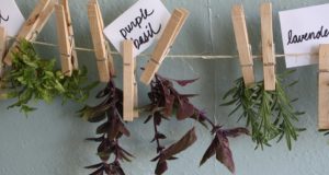 How To Preserve Summer Herbs For Winter Survival