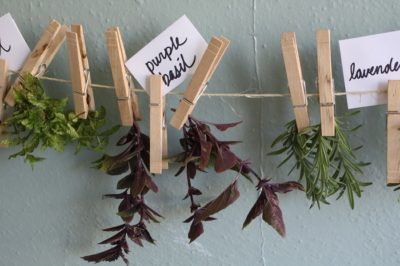 How To Preserve Summer Herbs For Winter Survival