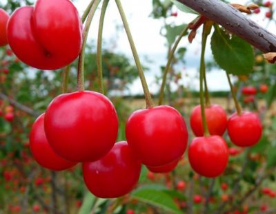 How to grow fruit trees with no yard